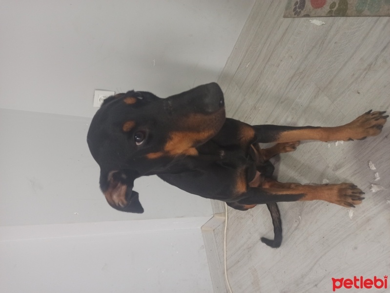 Doberman Pinscher, Köpek  Dark fotoğrafı