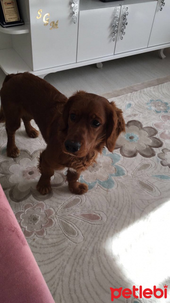İngiliz Cocker Spaniel, Köpek  tarçın fotoğrafı
