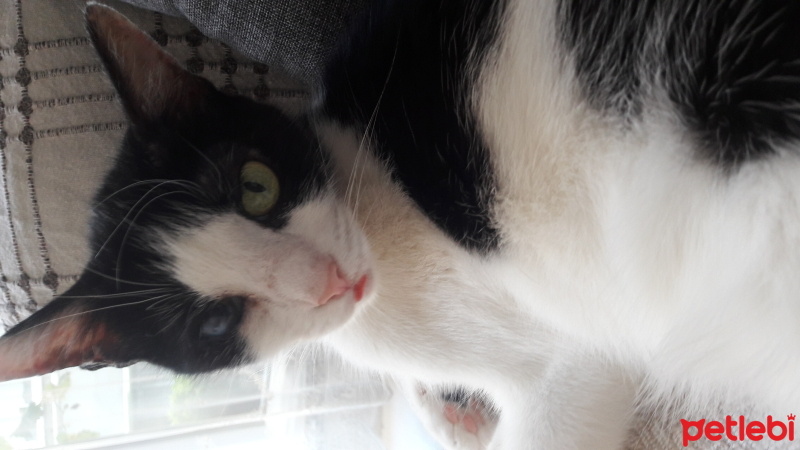 Tuxedo (Smokin) Kedi, Kedi  Boncuk fotoğrafı