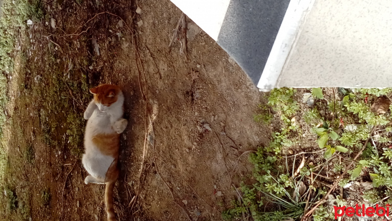 Tekir Kedi, Kedi  Boyo fotoğrafı