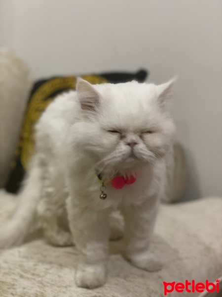İran Kedisi (Persian), Kedi  Miniş fotoğrafı