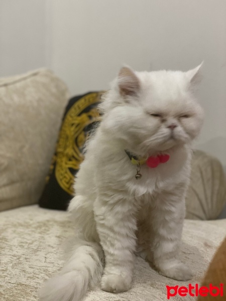 İran Kedisi (Persian), Kedi  Miniş fotoğrafı