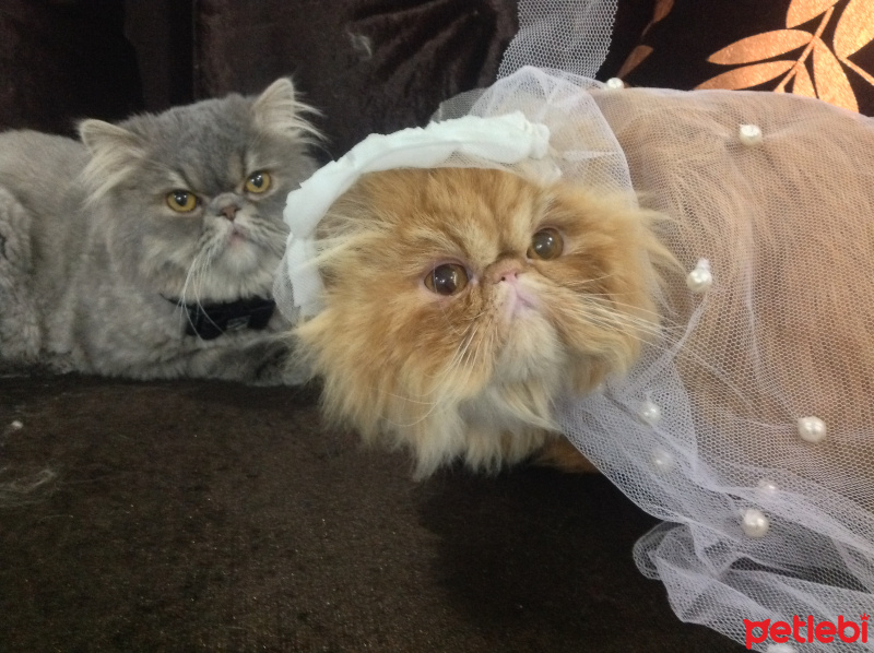 İran Kedisi (Persian), Kedi  sissy fotoğrafı