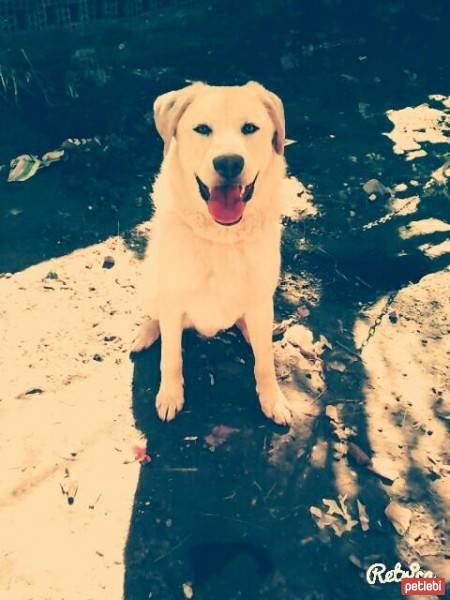 Golden Retriever, Köpek  ares fotoğrafı