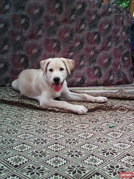 Golden Retriever, Köpek  ares fotoğrafı