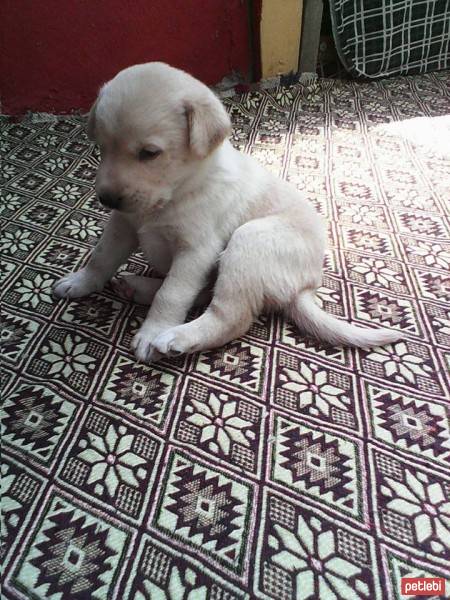 Golden Retriever, Köpek  ares fotoğrafı