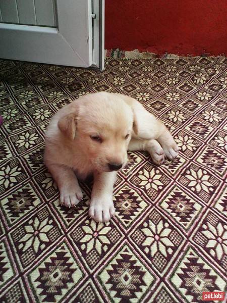 Golden Retriever, Köpek  ares fotoğrafı