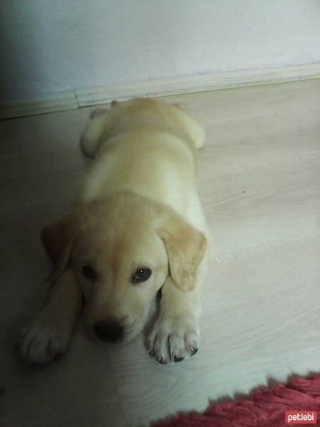 Golden Retriever, Köpek  ares fotoğrafı