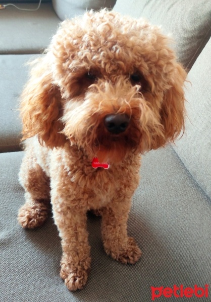 Poodle(Standart Kaniş), Köpek  BOLT fotoğrafı