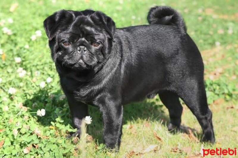 Pug, Köpek  BALİ fotoğrafı