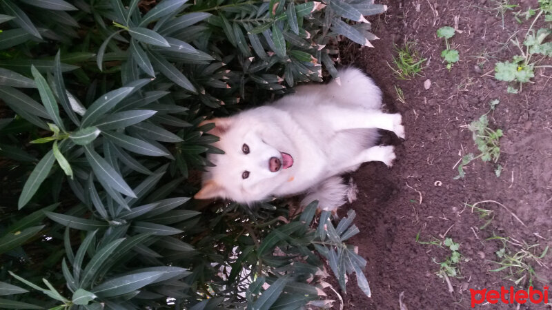 Samoyed, Köpek  panpo fotoğrafı