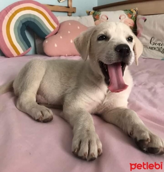 Sokö (Sokak Köpeği), Köpek  İsimsiz fotoğrafı