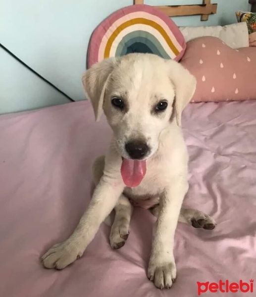 Sokö (Sokak Köpeği), Köpek  İsimsiz fotoğrafı