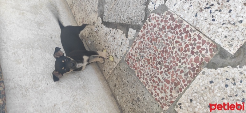 Minyatür Pinscher, Köpek  Paşa fotoğrafı