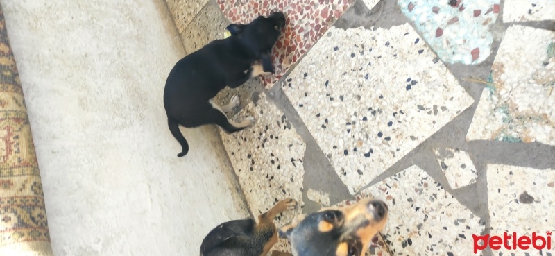 Minyatür Pinscher, Köpek  Paşa fotoğrafı