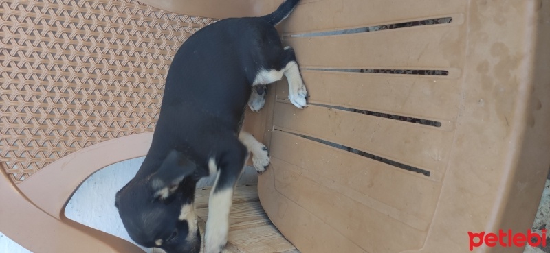Minyatür Pinscher, Köpek  Paşa fotoğrafı