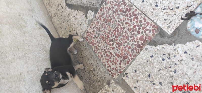 Minyatür Pinscher, Köpek  Paşa fotoğrafı