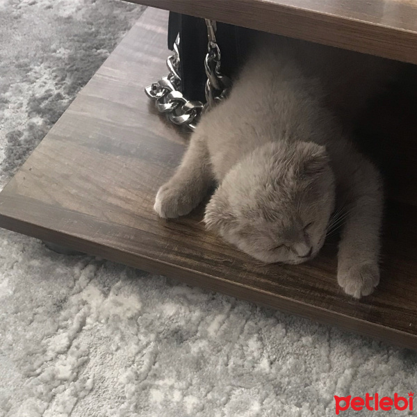 Scottish Fold, Kedi  Luna fotoğrafı