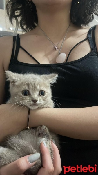 Scottish Fold, Kedi  Porsuk fotoğrafı
