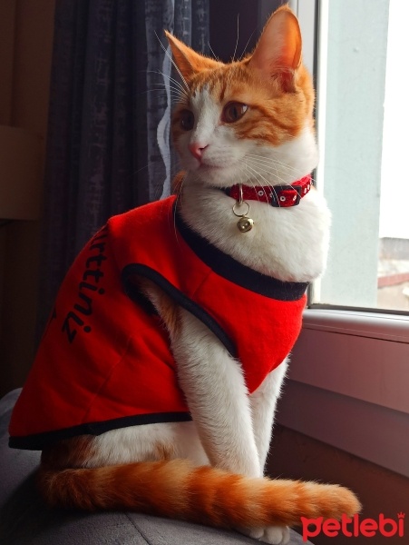 Tekir Kedi, Kedi  Miniş fotoğrafı