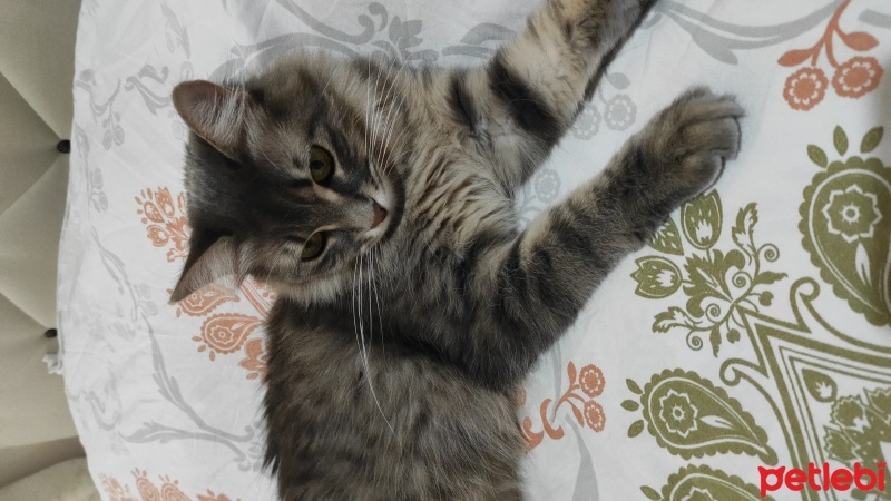 Norwegian Forest, Kedi  Gümüş fotoğrafı