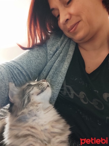 Norwegian Forest, Kedi  Gümüş fotoğrafı