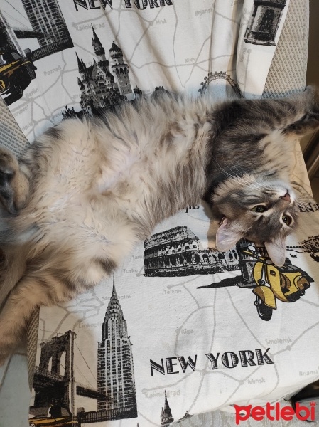 Norwegian Forest, Kedi  Gümüş fotoğrafı