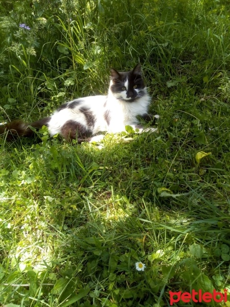 Tuxedo (Smokin) Kedi, Kedi  Mırmır fotoğrafı