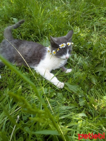 Tuxedo (Smokin) Kedi, Kedi  Hırka fotoğrafı