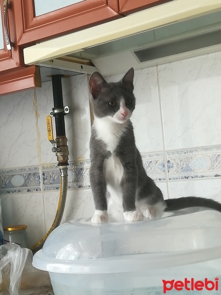 British Shorthair, Kedi  Yumak fotoğrafı
