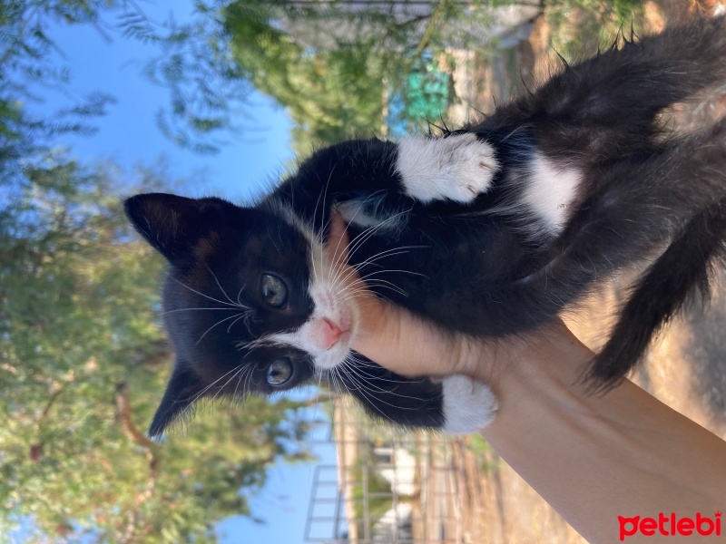 Tekir Kedi, Kedi  Mia fotoğrafı