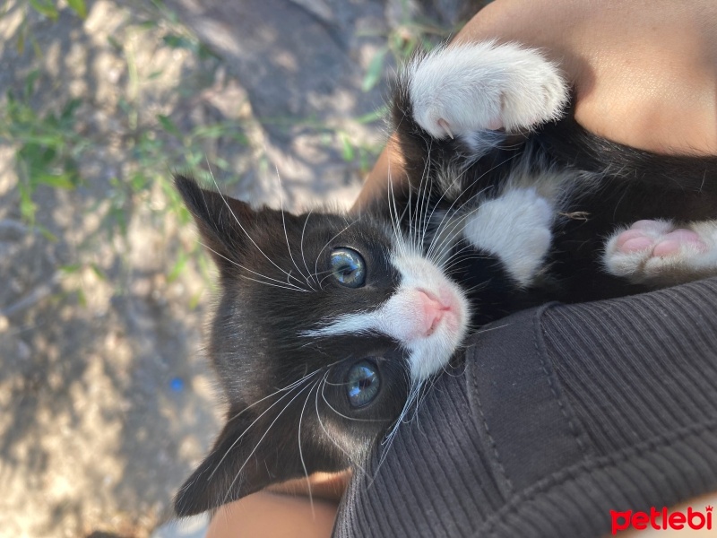 Tekir Kedi, Kedi  Mia fotoğrafı