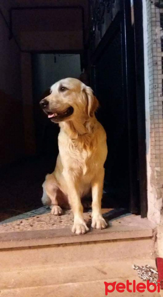 Golden Retriever, Köpek  Pafyy fotoğrafı
