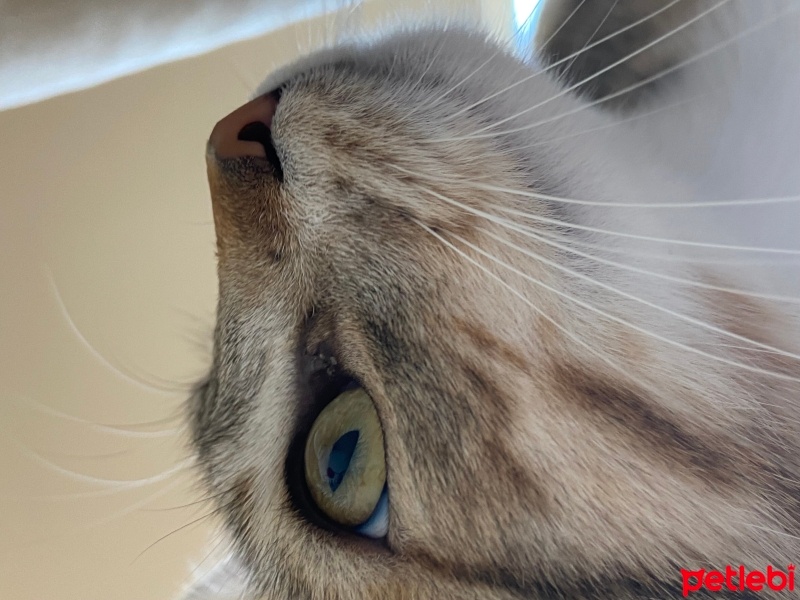 Tekir Kedi, Kedi  Asuman fotoğrafı