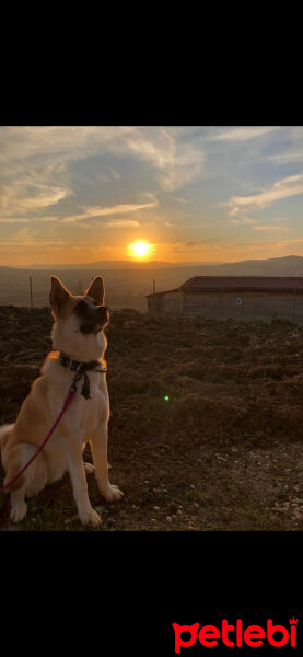 Akita İnu, Köpek  Mia fotoğrafı