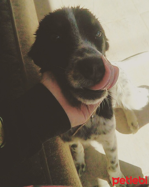 Alman Av Terrieri, Köpek  Karlos fotoğrafı