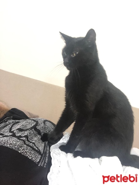 Tekir Kedi, Kedi  Mia fotoğrafı