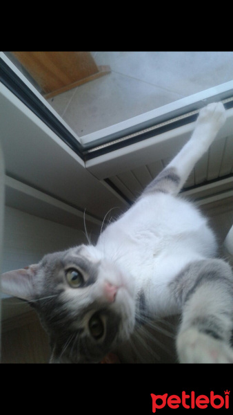 Tekir Kedi, Kedi  Duman fotoğrafı