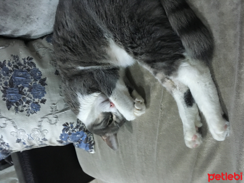 Tekir Kedi, Kedi  Duman fotoğrafı