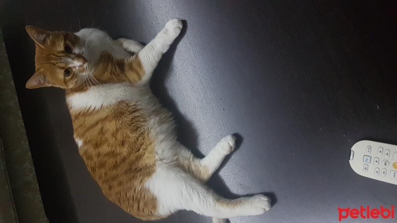 Tekir Kedi, Kedi  İrma fotoğrafı
