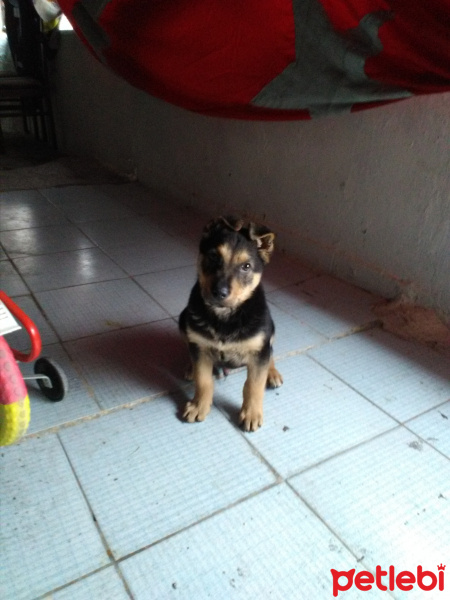 Rottweiler, Köpek  Paşa fotoğrafı
