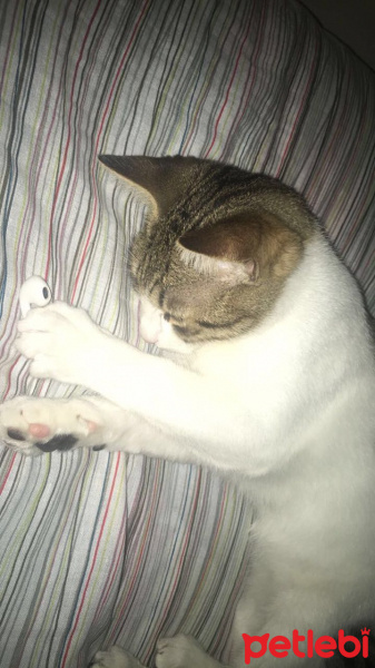 Tekir Kedi, Kedi  Büdü fotoğrafı