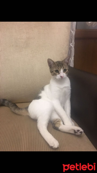 Tekir Kedi, Kedi  Büdü fotoğrafı