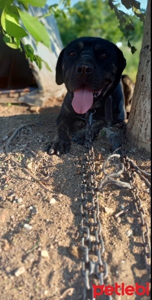 Cane Corso Italiano, Köpek  Barut fotoğrafı