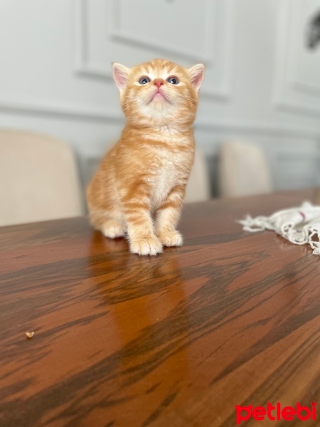 British Shorthair, Kedi  Maya , Miya , Zeytin , Tarçın fotoğrafı