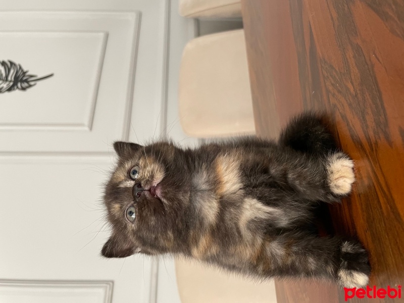British Shorthair, Kedi  Maya , Miya , Zeytin , Tarçın fotoğrafı