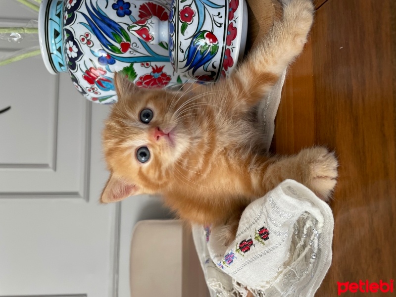 British Shorthair, Kedi  Maya , Miya , Zeytin , Tarçın fotoğrafı