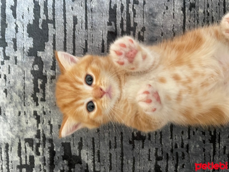 British Shorthair, Kedi  Maya , Miya , Zeytin , Tarçın fotoğrafı