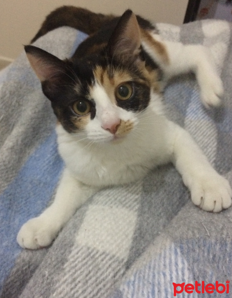 Tekir Kedi, Kedi  Gazoz fotoğrafı