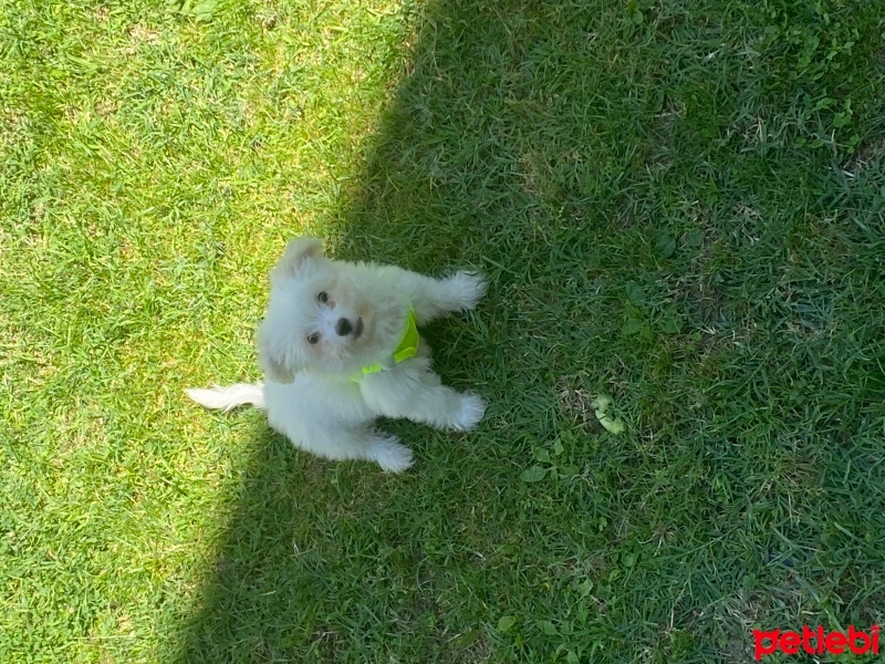 Maltese, Köpek  Bambu fotoğrafı